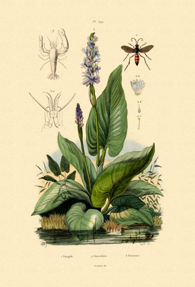 Avispa araña de French School